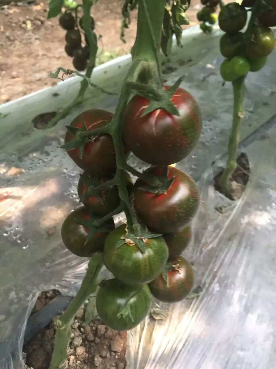 紫金小番茄苗