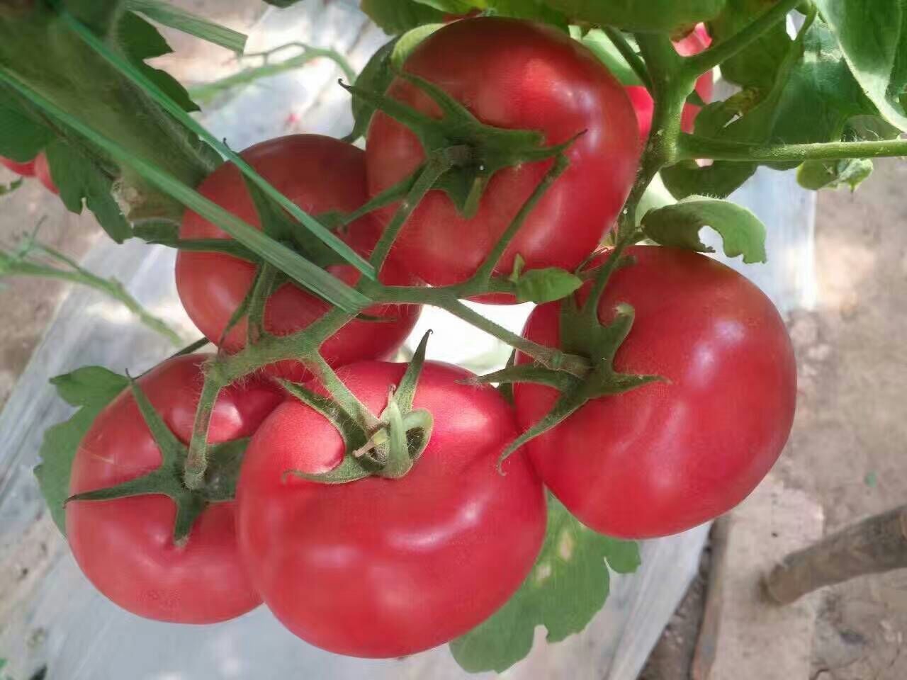 西红柿苗—泰格尔