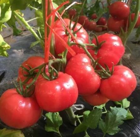 普罗旺斯-西红柿苗