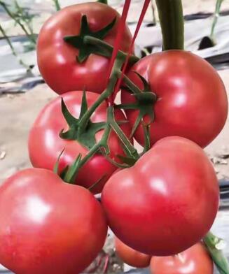 耐寒西红柿苗品种