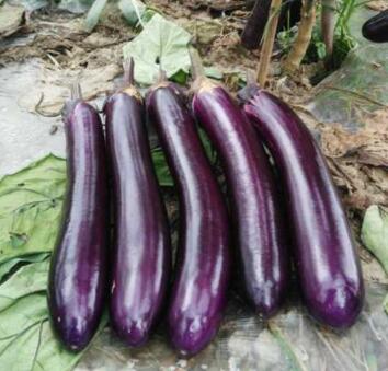 紫红长茄苗