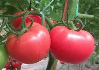 西红柿秧苗出售